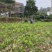 新会柑.苗陈皮柑，小青柑苗，茶枝柑苗