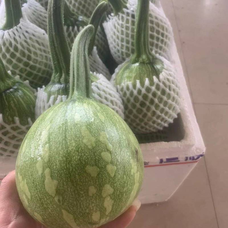 新鲜蔬菜—吊兰