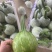 新鲜蔬菜—吊兰