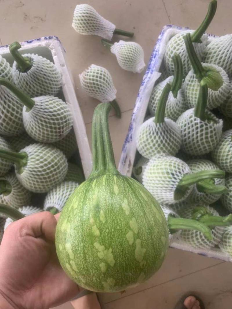 新鲜蔬菜—吊兰