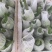 新鲜蔬菜—吊兰