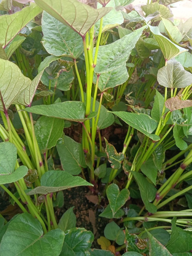 原种脱毒哈蜜苗大量供应