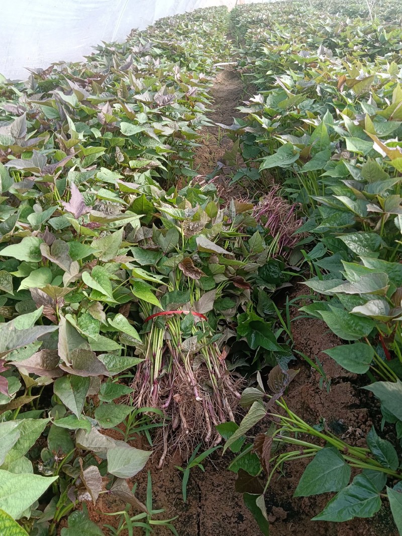 原种脱毒哈蜜苗大量供应
