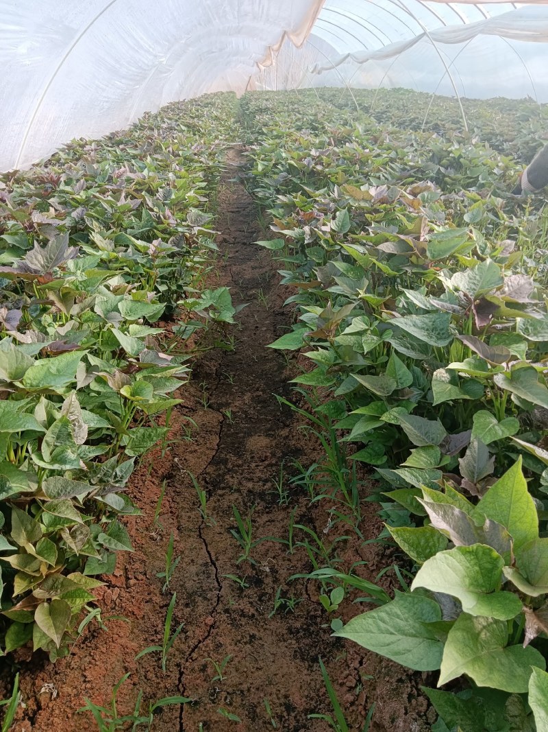 原种脱毒哈蜜苗大量供应