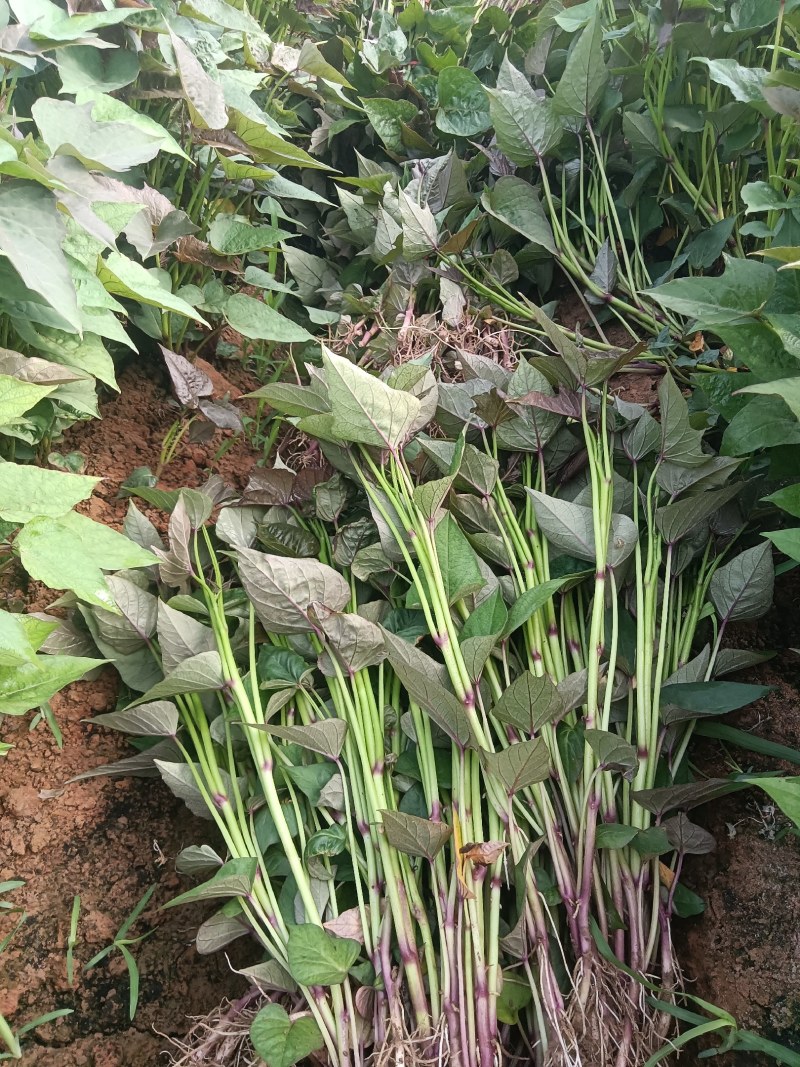 原种脱毒哈蜜苗大量供应