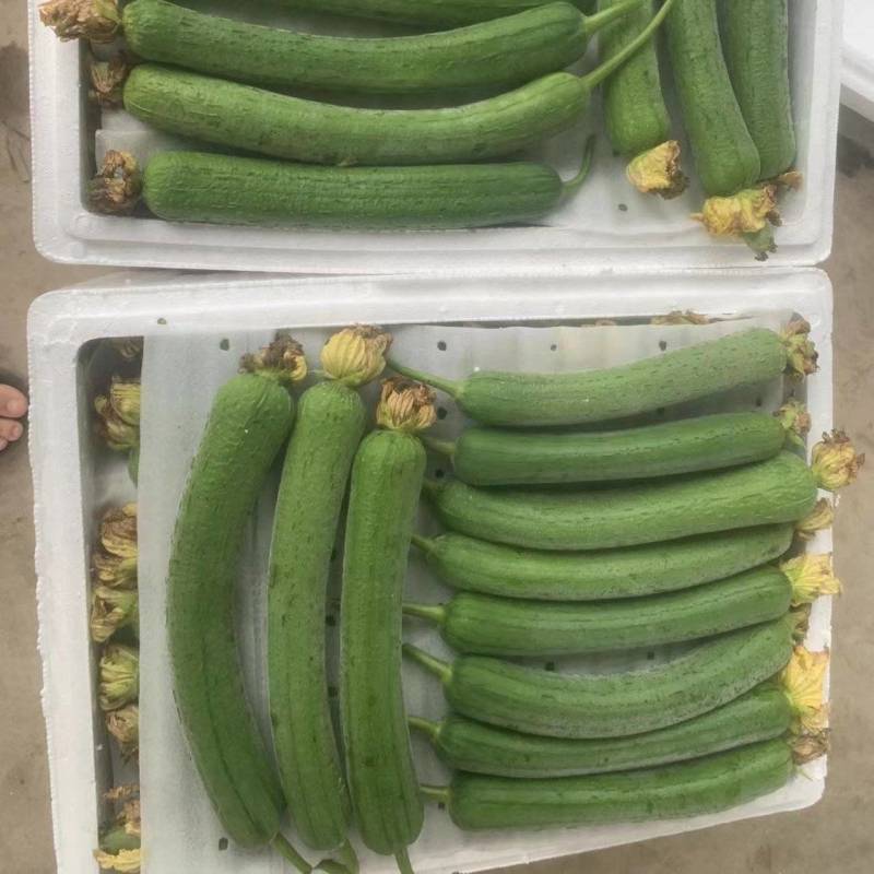 欢迎订购新鲜蔬菜—丝瓜