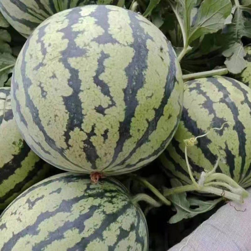 产地万亩大棚露天西瓜无籽有籽麒麟美都大量上市代收代发