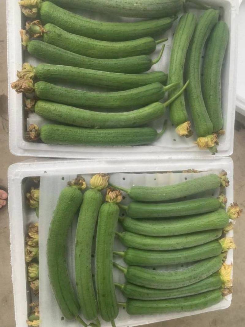 欢迎订购新鲜蔬菜—丝瓜