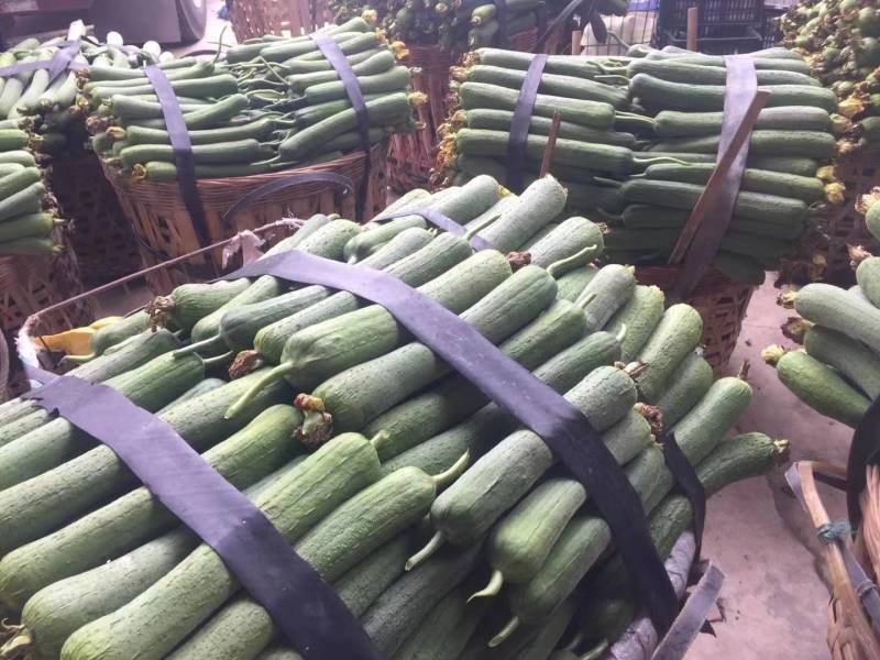 欢迎订购新鲜蔬菜—丝瓜
