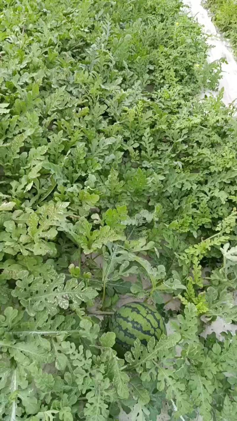 麒麟西瓜