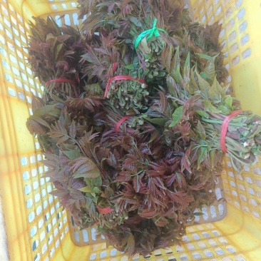 香椿芽，香椿批发