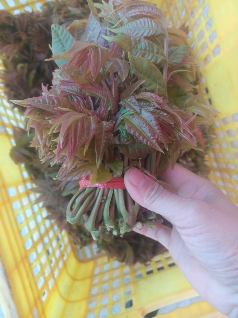 香椿芽，香椿批发