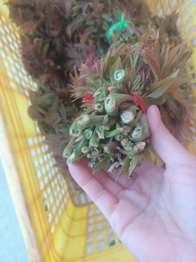 香椿芽，香椿批发