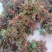 香椿芽，香椿批发
