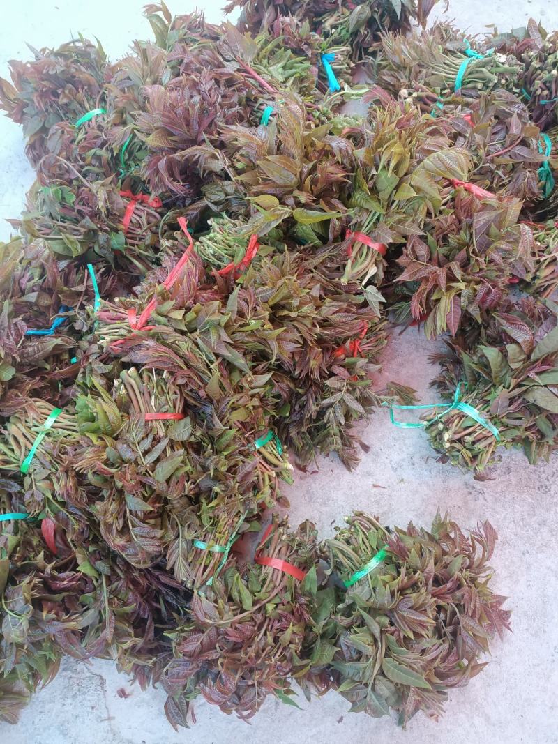 香椿芽，香椿批发