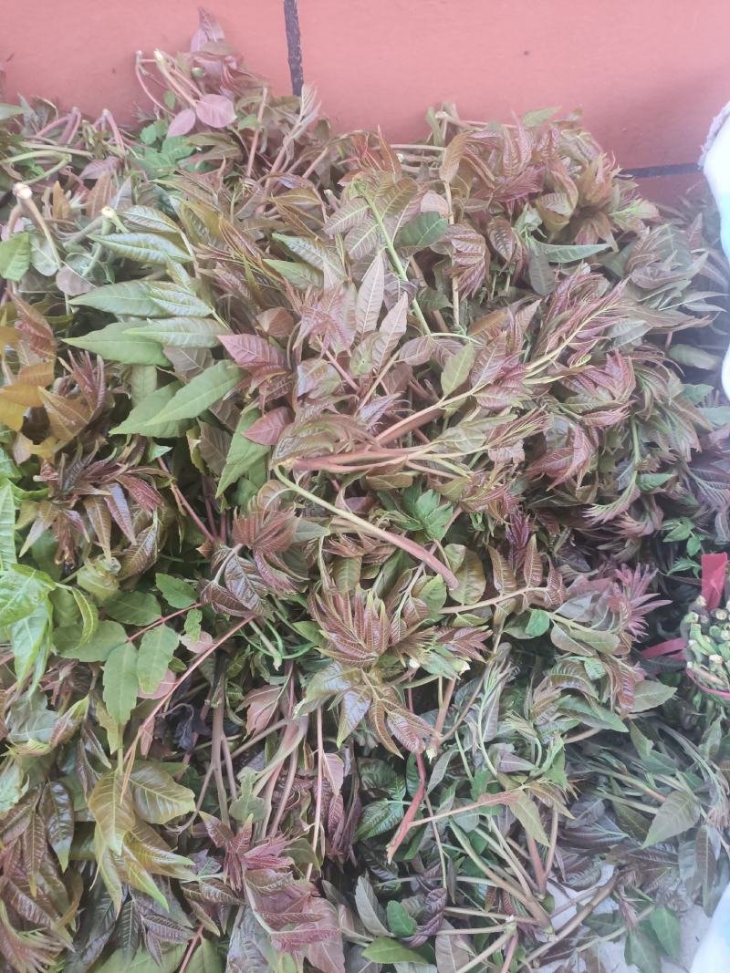 香椿芽，香椿批发