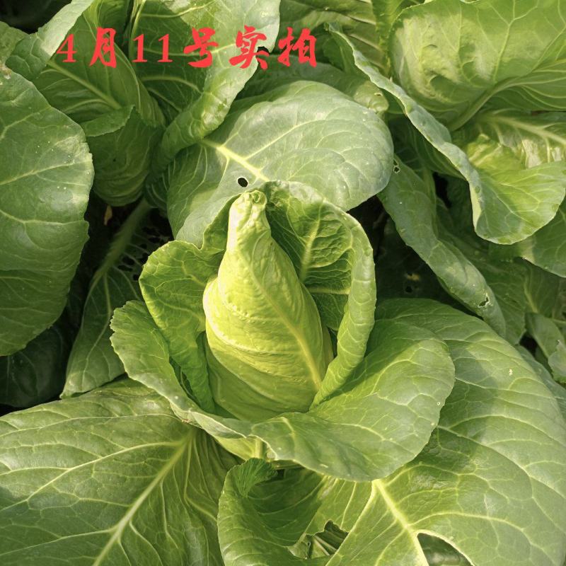 农家自种甘蓝牛心甘蓝鸡心甘蓝莲花白