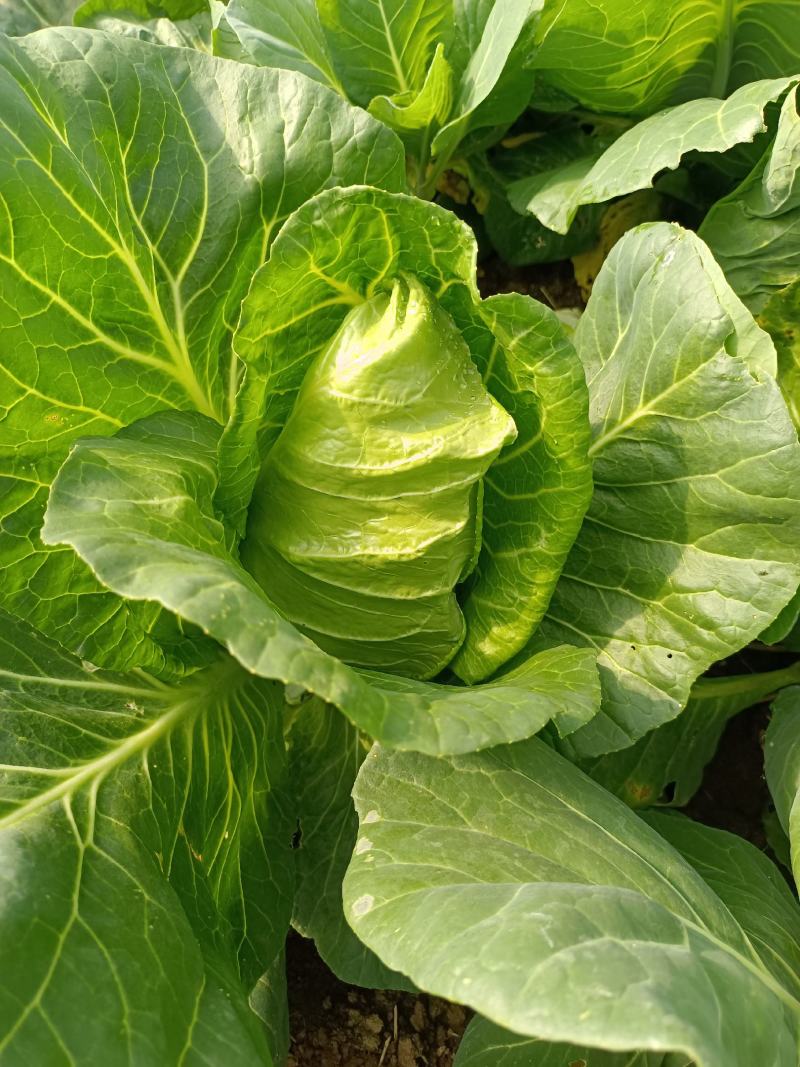 农家自种甘蓝牛心甘蓝鸡心甘蓝莲花白
