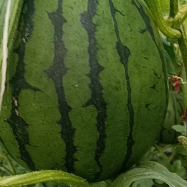 万亩大棚甜王西瓜大量上市熟度高皮毛漂亮甜度高。