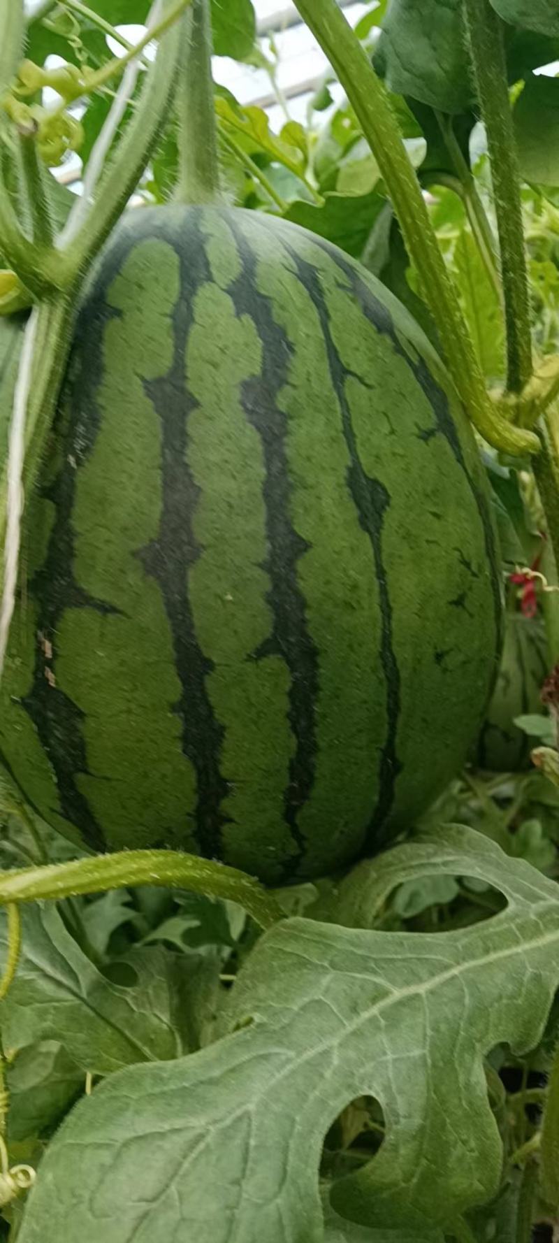 万亩大棚甜王西瓜大量上市熟度高皮毛漂亮甜度高。
