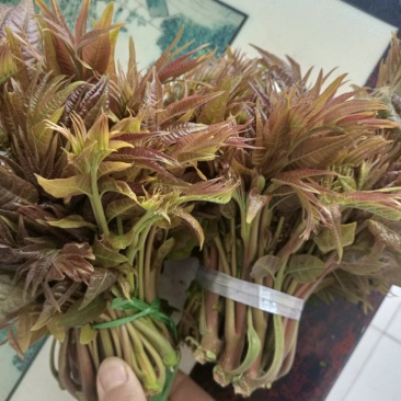 马家寨子香椿芽，二茬大量上市