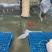 萝卜白萝卜湖北白萝卜量大从优基地直供对接全国！！