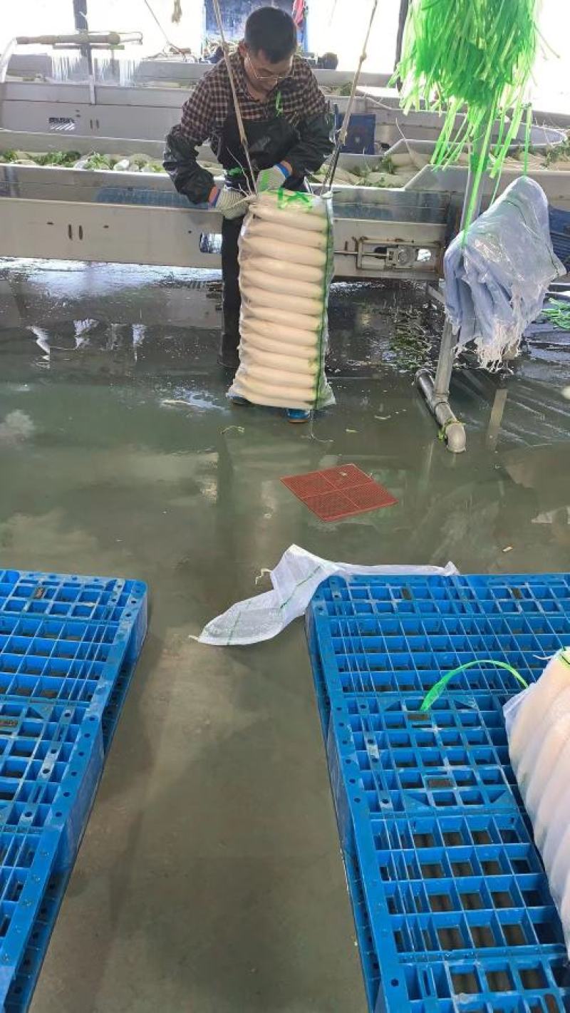 萝卜白萝卜湖北白萝卜量大从优基地直供对接全国！！