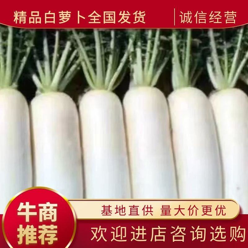 萝卜白萝卜湖北白萝卜量大从优基地直供对接全国！！