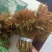 马家寨子香椿芽，二茬大量上市