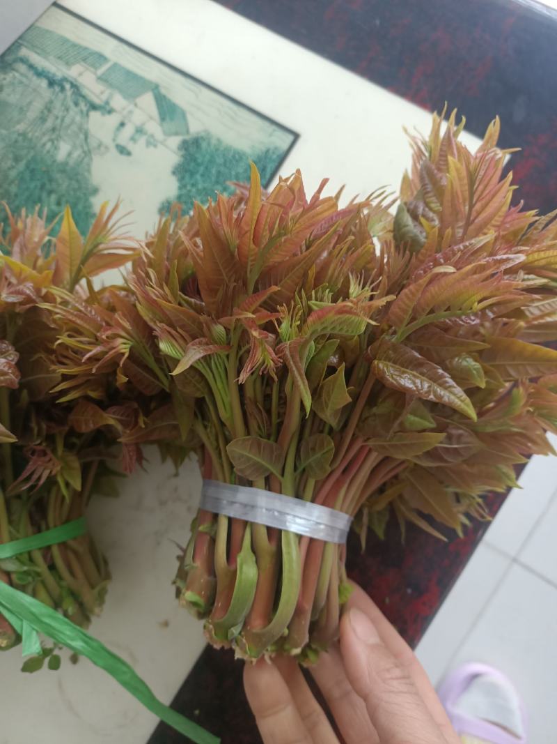 马家寨子香椿芽，二茬大量上市