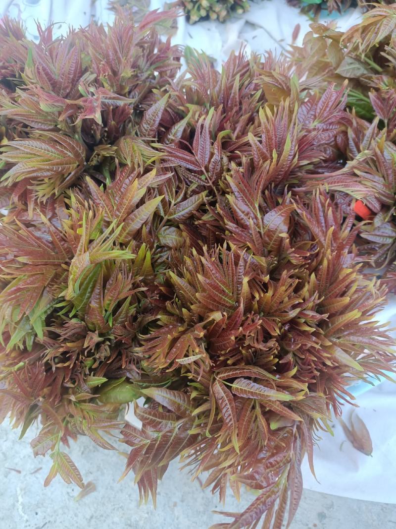 马家寨子香椿芽，二茬大量上市