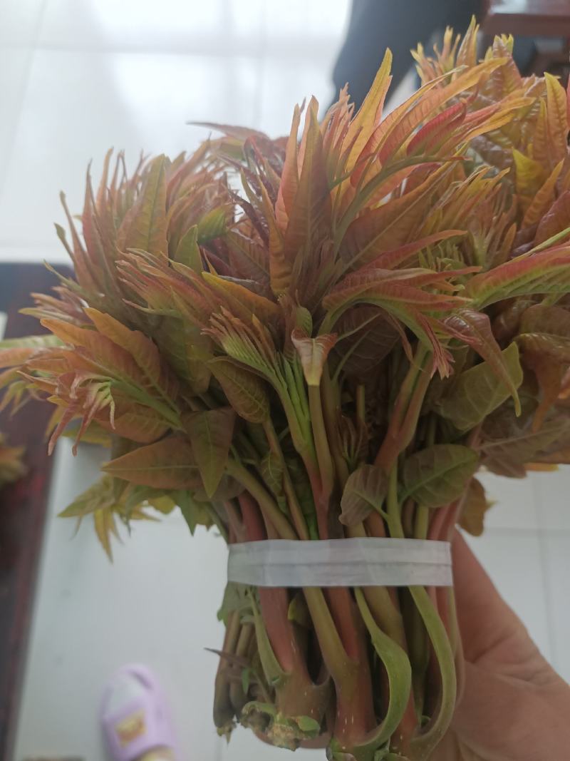 马家寨子香椿芽，二茬大量上市