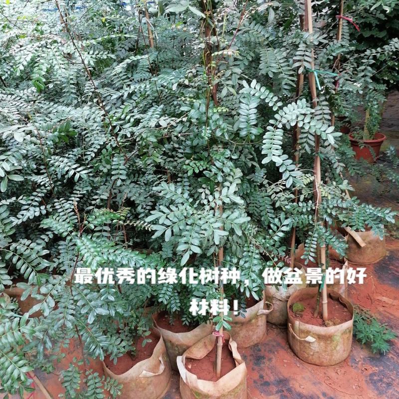 云南红芽清香木