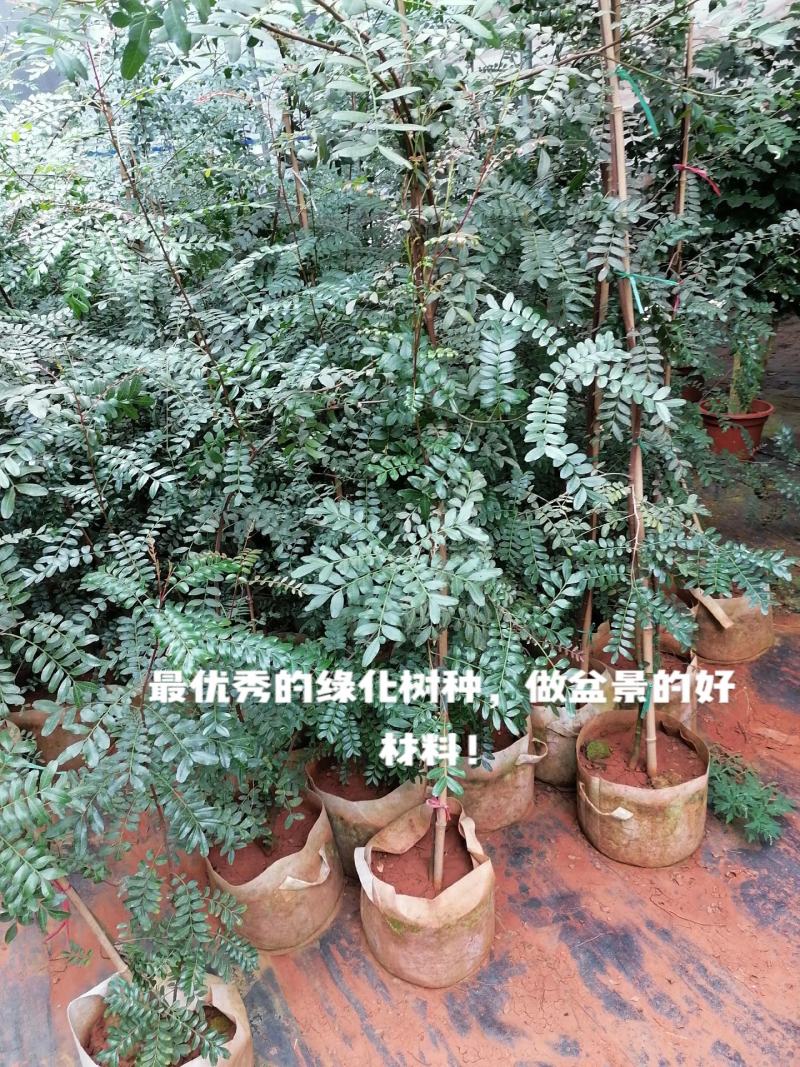 云南红芽清香木