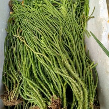 贵州大山野生伸筋草