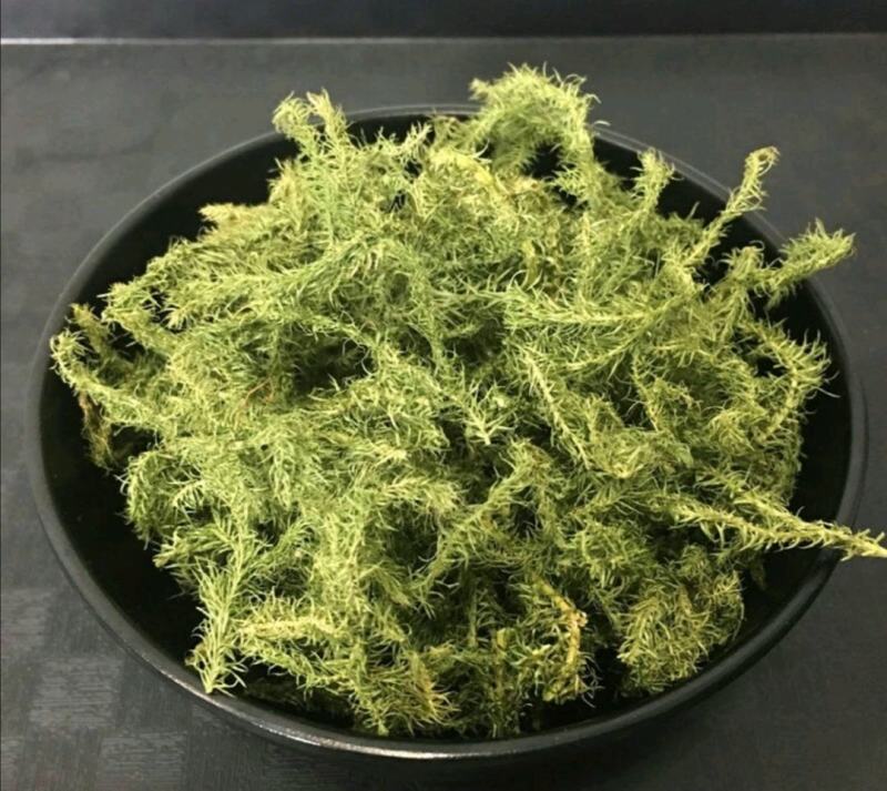 贵州大山野生伸筋草