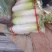热销甘肃临洮水果萝卜大量现货一手货源量大从优