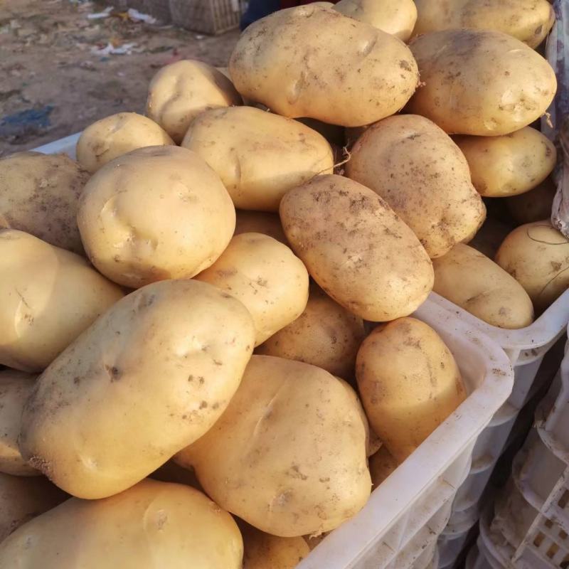 【精选】山东聊城市土豆大量上市，黄皮黄肉规格齐全！