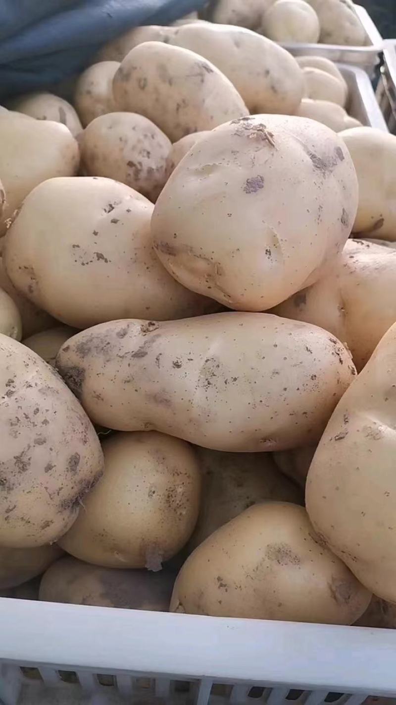 【精选】山东聊城市土豆大量上市，黄皮黄肉规格齐全！