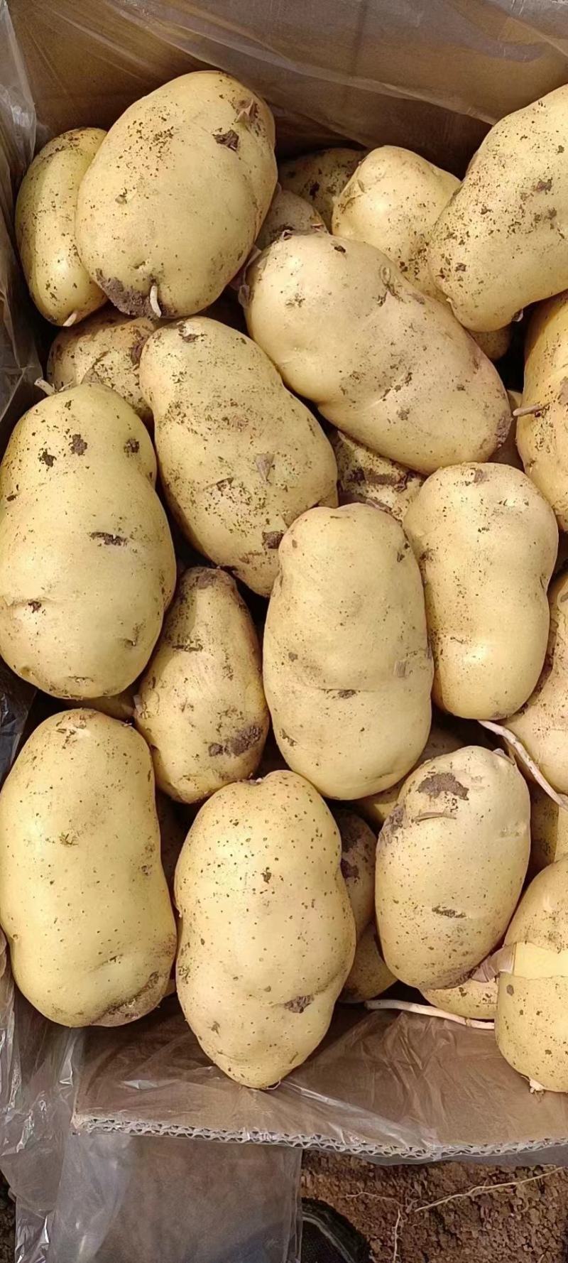 【精选】山东聊城市土豆大量上市，黄皮黄肉规格齐全！