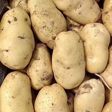 【精选】山东聊城市土豆大量上市,黄皮黄肉规格齐全!