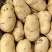 【精选】山东聊城市土豆大量上市,黄皮黄肉规格齐全!