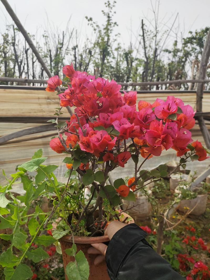 三角梅中国红彩色三角梅紫色三角梅物美价廉品