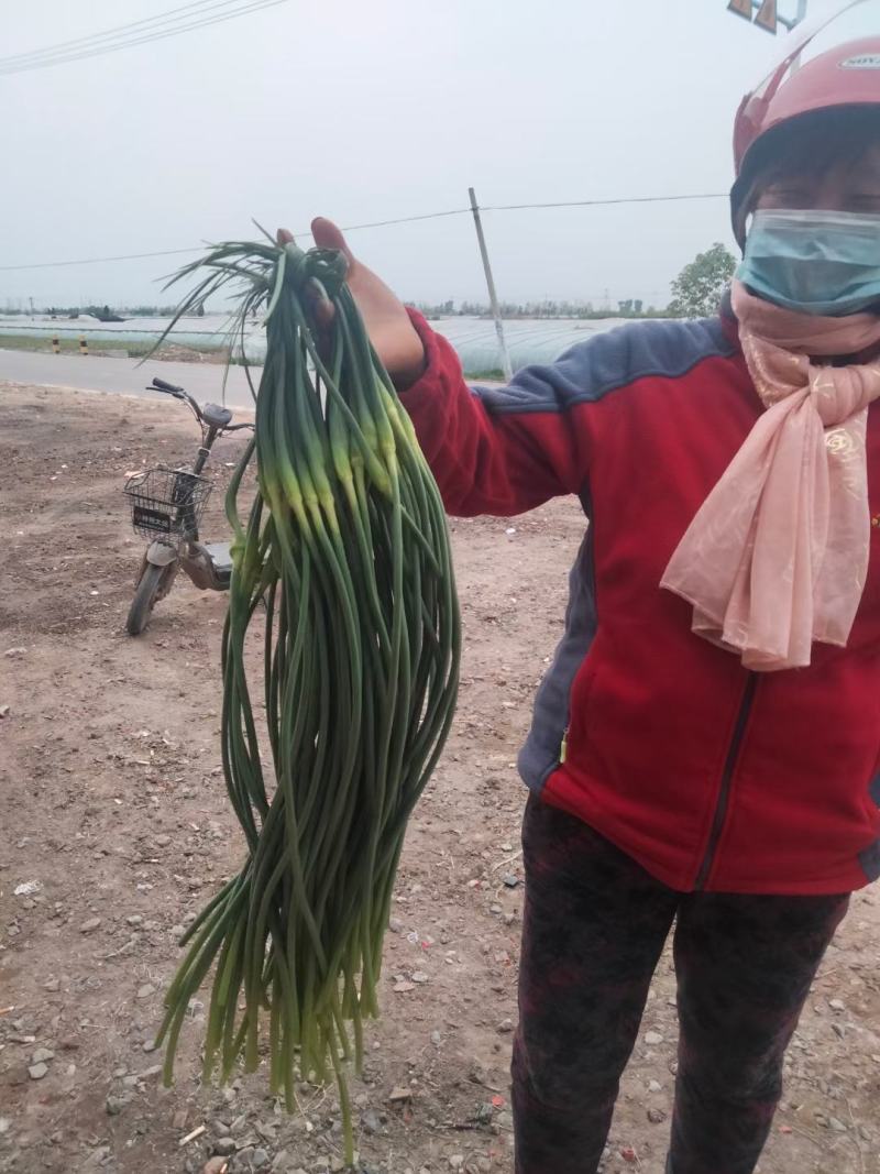 永年蒜苔，，5月1/10日量大爆发期，欢迎订购