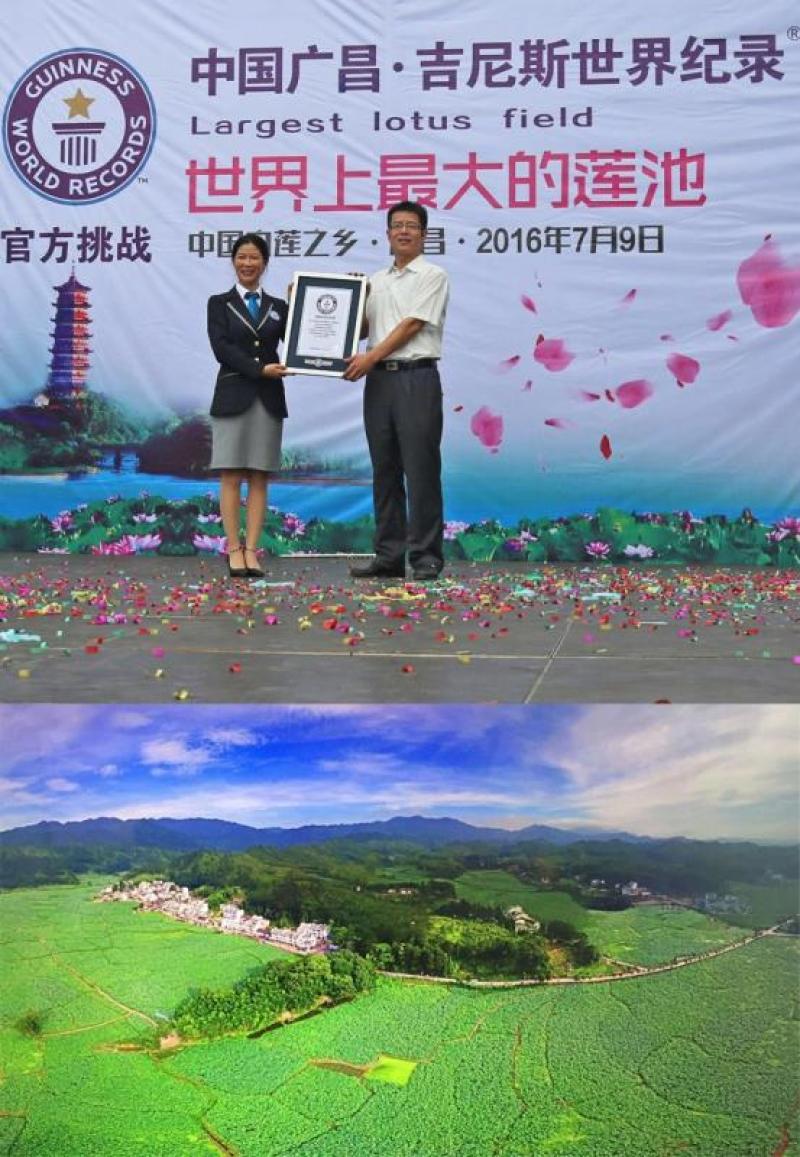 2024新货莲子芯江西广昌产地直供，无杂质，欢迎联系