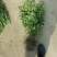 卫矛球，40到1.5米冠幅，量大从优，欢迎新老客户咨询订