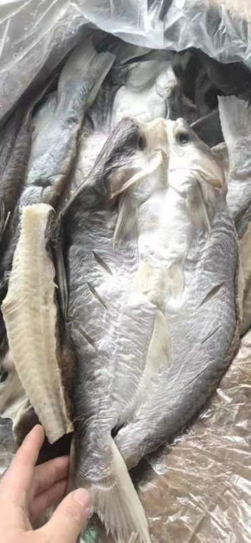 巴沙鱼干开背巴沙鱼干烤鱼巴沙鱼八成干