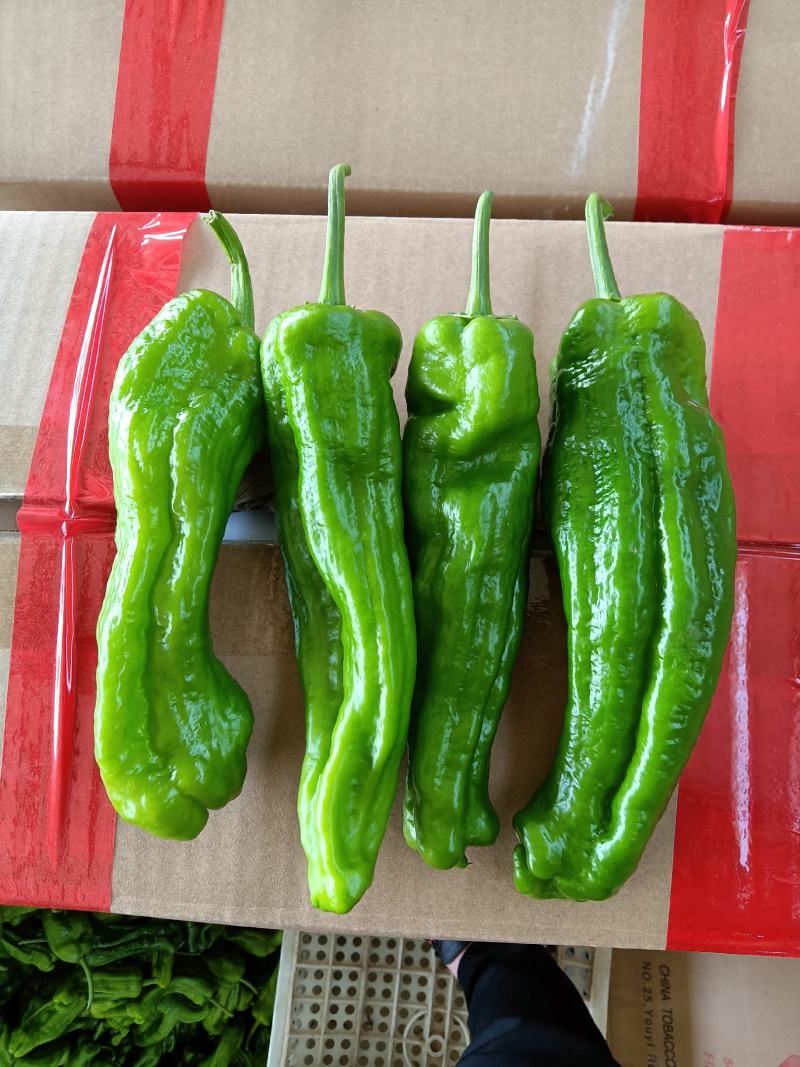芜湖椒，薄皮椒，五号线椒，龙椒大量上市中产地直发量大从优