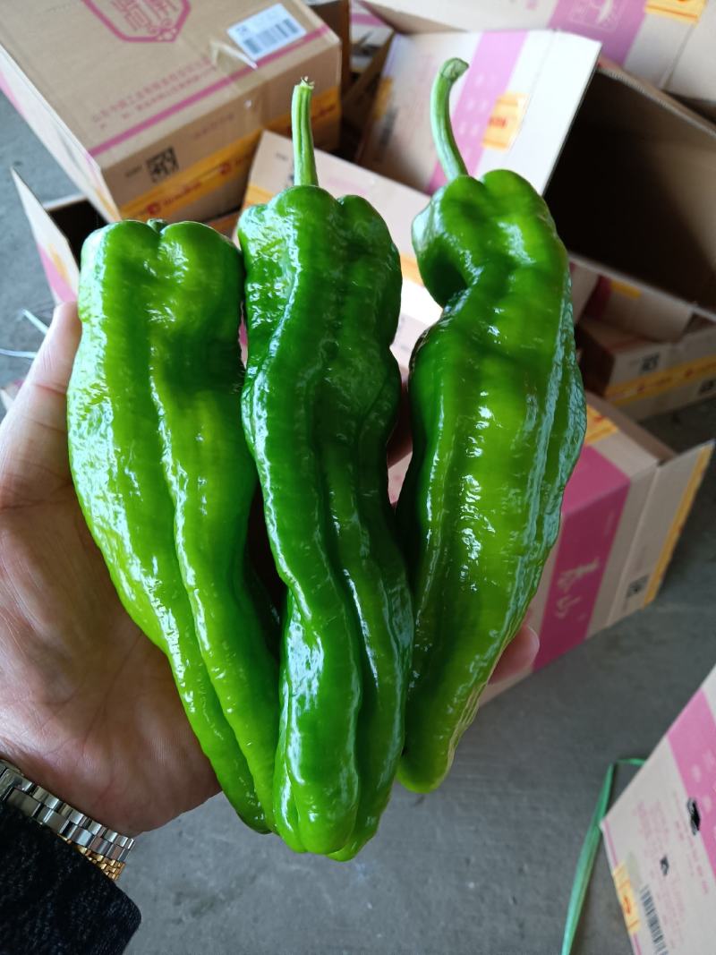 芜湖椒，薄皮椒，五号线椒，龙椒大量上市中产地直发量大从优