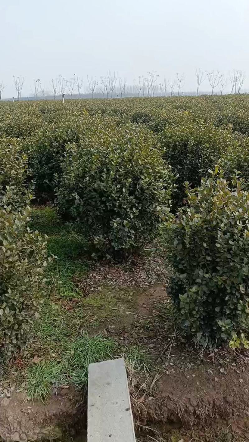 卫矛球，40到1.5米冠幅，量大从优，欢迎新老客户咨询订
